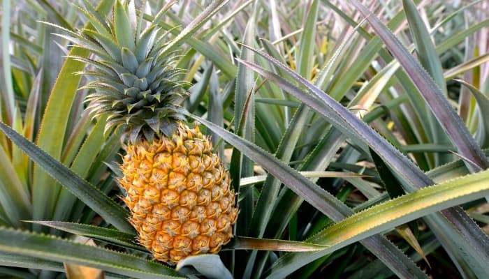 Do Pineapples Grow on Trees? The Answer May Surprise You…