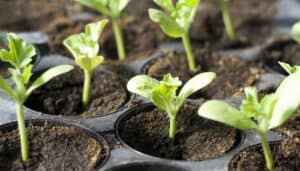When To Transplant Cucumber Seedlings: Guide for Success