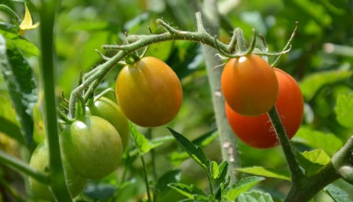 Tiny Tomatoes: 20 Delicious Cherry Tomato Varieties To Try