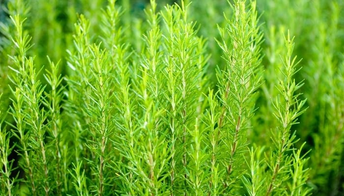 Tender, new sprigs of rosemary growing on a healthy plant.