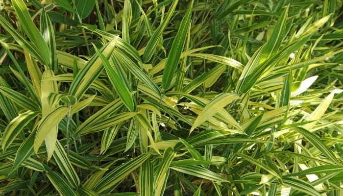 Green-and-gold variegated dwarf bamboo.