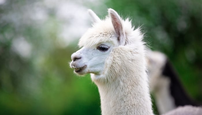 The head and neck of a beautiful white alpaca.