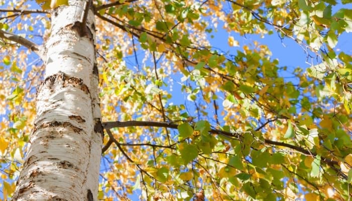 A tall birch tree showing signs of fall viewed from below.