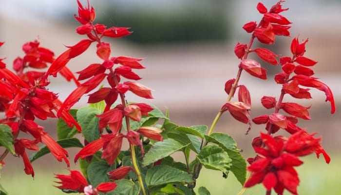 Bright red blood sage flowers against a blurred background.