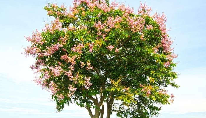 A pink crape myrtle tree in bloom.