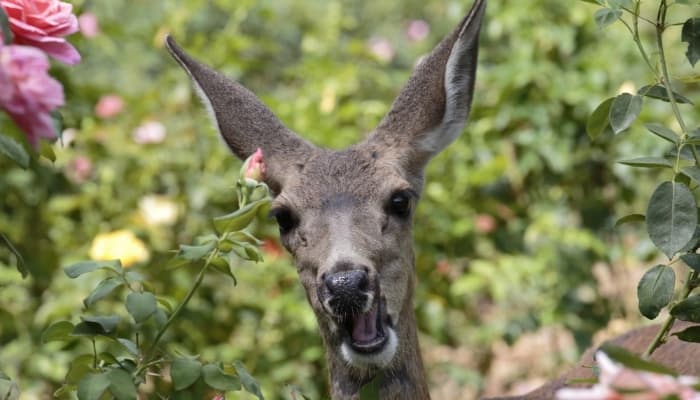 An up-close shot of a deer in the middle of a rose garden.