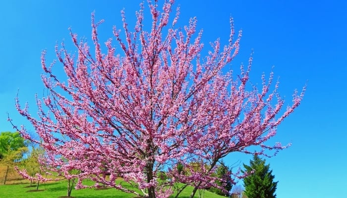 An Eastern redbud tree in spring bloom against a clear blue sky.