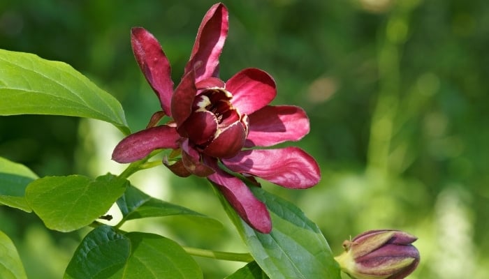 A maroon flower of the Eastern sweetshrub bush.