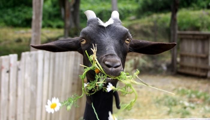 A black and white goat munching on a stalk of chamomile.