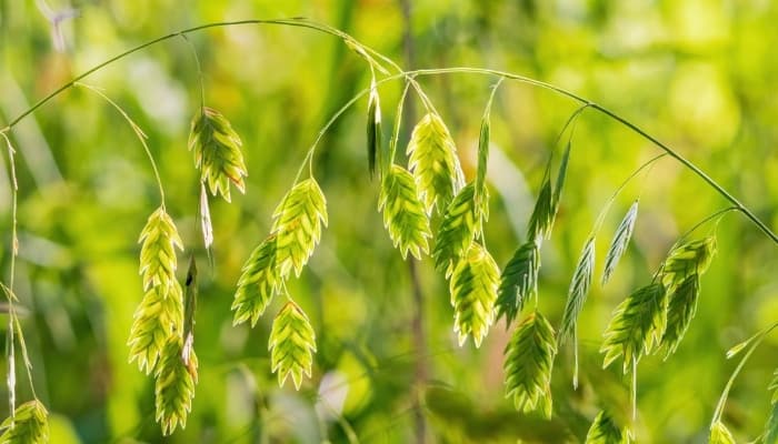 Seed pods of inland sea oat plant.