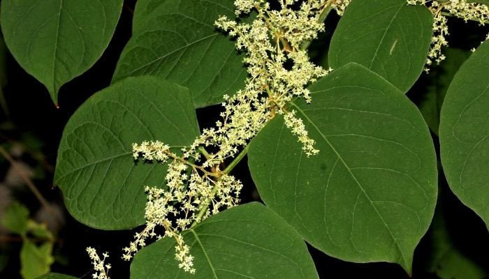 A close look at Japanese knotweed's leaves, stems, and flowers.