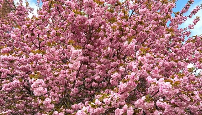 Kwanzan Cherry Trees Care Issues Pruning Guide More Kwanzan Cherry Tree From Below 1