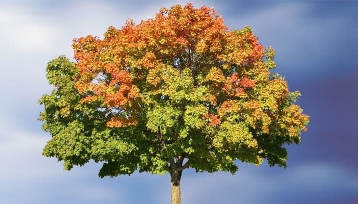 A pretty maple tree just starting to show fall foliage against a stormy sky.