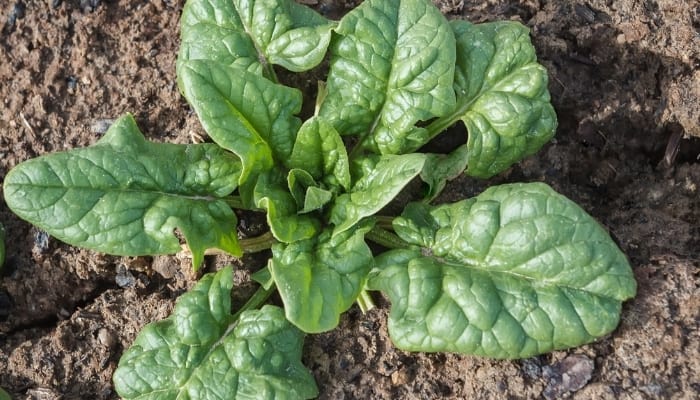 A mature spinach plant with large leaves viewed from above.