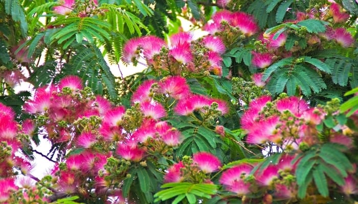 A beautiful mimosa tree in full bloom.