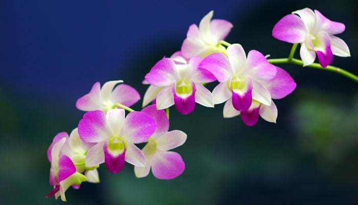 A branch of blooming orchid flowers in purple in white.
