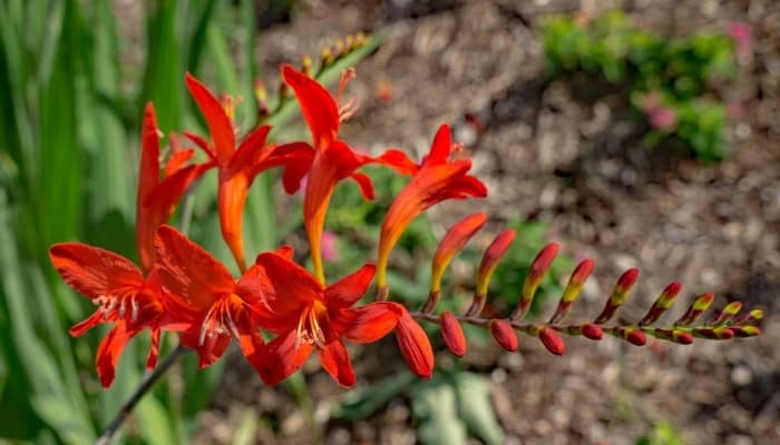 A long, showy, red cardinal flower.