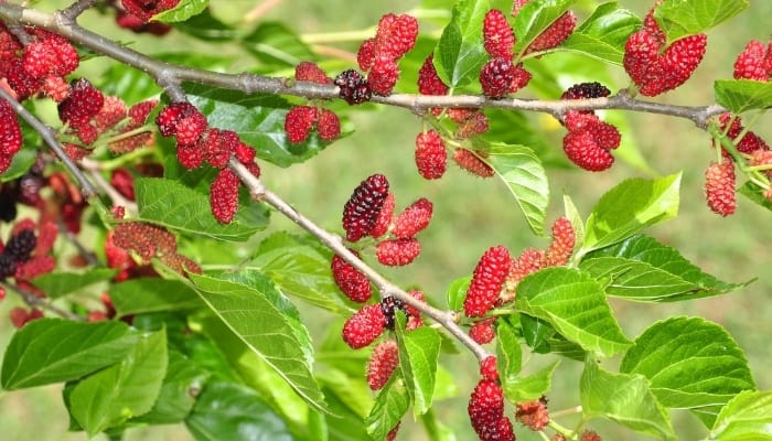 A branch of a mulberry tree loaded with ripening berries.