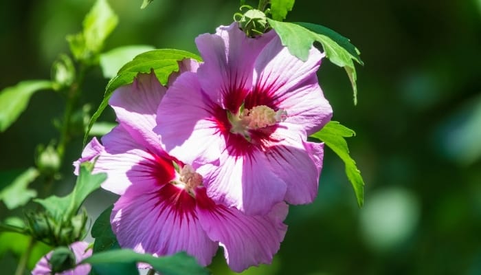 Two purple blooms of the rose mallow hibiscus plant.