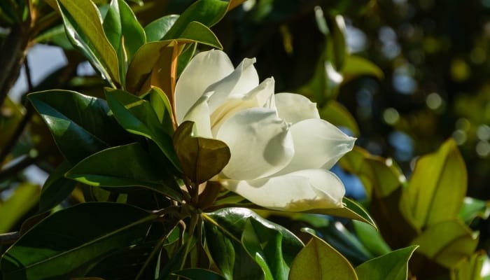 A single, large flower of a Southern magnolia tree.