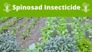 The words "Spinosad Insecticide" over an image of a home vegetable garden.