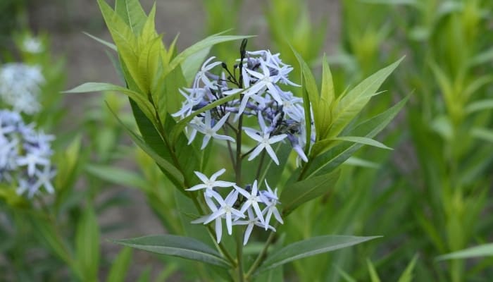 A single flower stalk of the bluestar plant up close.