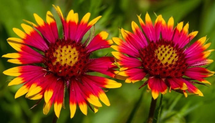 Two brightly colored Gaillardia flowers up close.