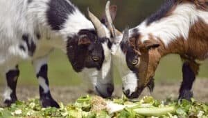 Two goats exploring and nibbling on a pile of greens offered as a treat.