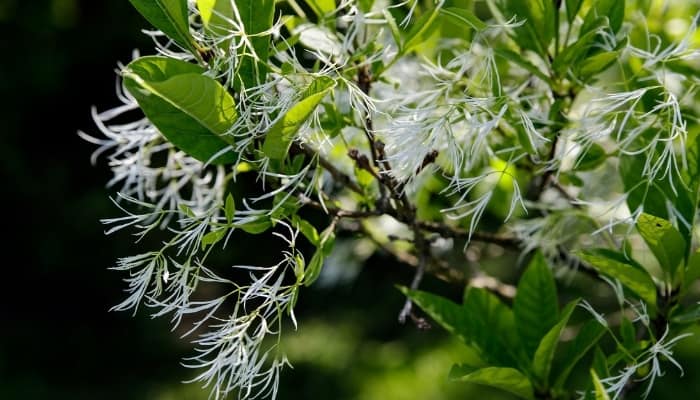 Pretty, white flowers of the fringetree on a spring day.