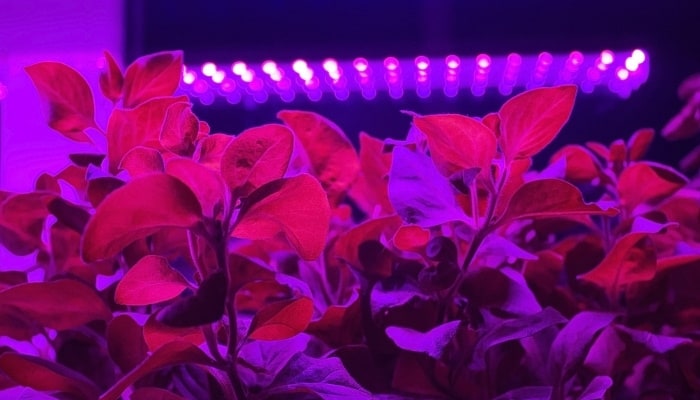 Several young plants growing under grow lights.