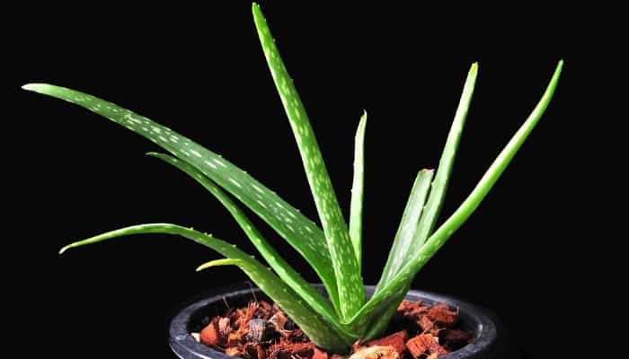 A single aloe vera plant in a planter against a jet-black background.