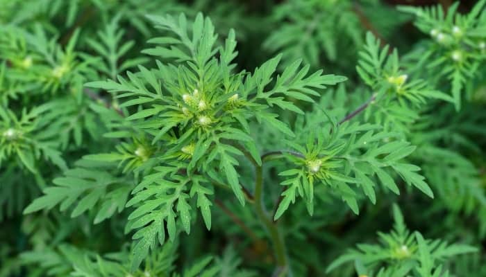 A close look at American wormwood with small flower buds.