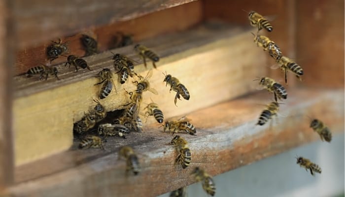 Honeybees returning to hive after foraging.