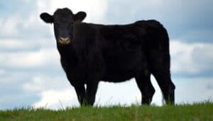 A black angus cow standing on a hill in a pasture.