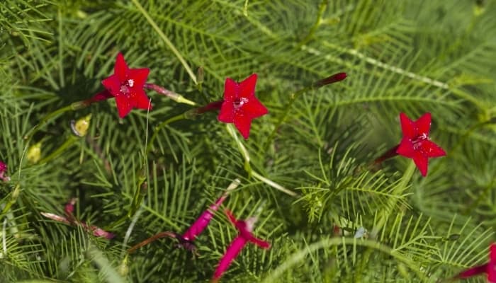 Bright red flowers on a cardinal vine.