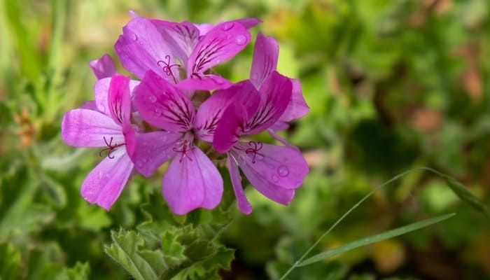 Purple flowers on a citronella plant growing outside.