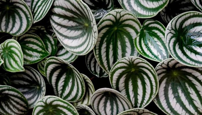 A close look at the blister variegation of Watermelon Peperomia.