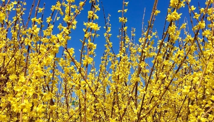 A close look at a forsythia in full bloom against a clear blue sky.