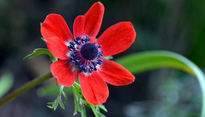 A close look at the red flower of the anemone plant.