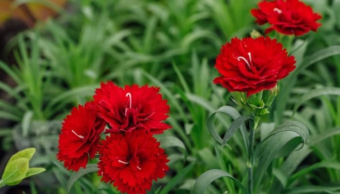 Red carnations in full bloom.