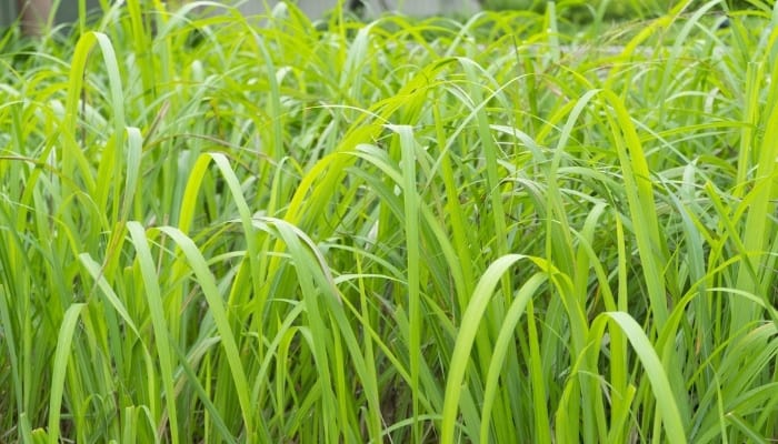 Clumps of lemongrass growing in a home garden.