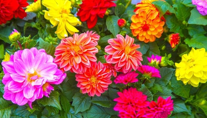 An assortment of colorful dahlias in full bloom.