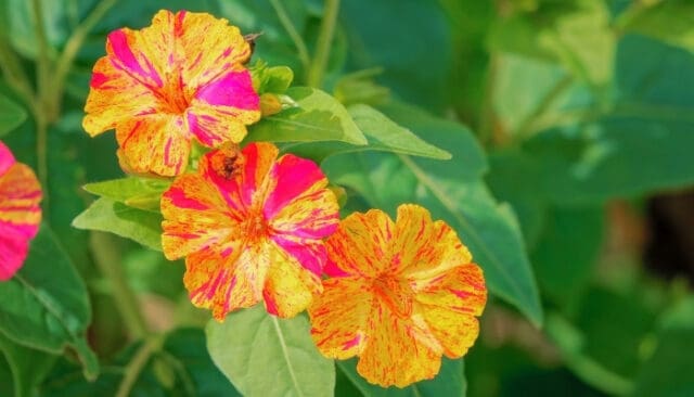 35 Best Trap Crops for Pest Control and How To Use Them