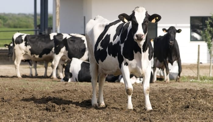 Several dairy cows standing in front of a white barn.