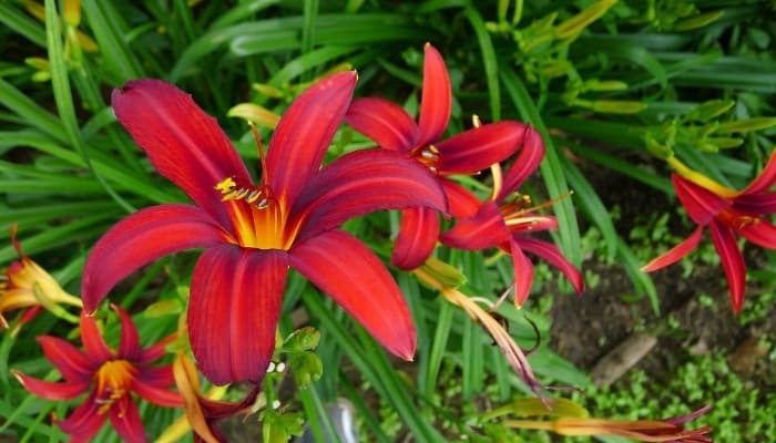 A close look at several deep-red daylily blooms.