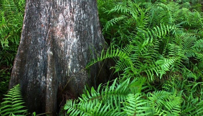 Numerous ferns growing at the base of a large tree.
