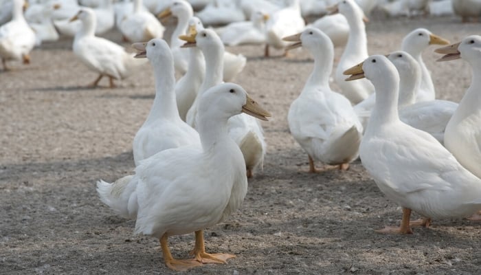 A flock of white ducks on a small farm.