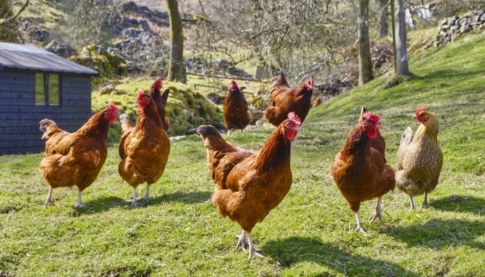 A small flock of free-range chickens with a blue farm building in the background.