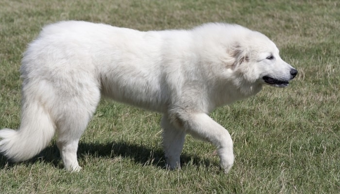 A large Great Pyrenees dog on alert.