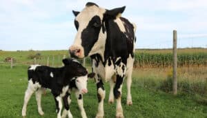 A holstein cow standing with her twin calves by her side.